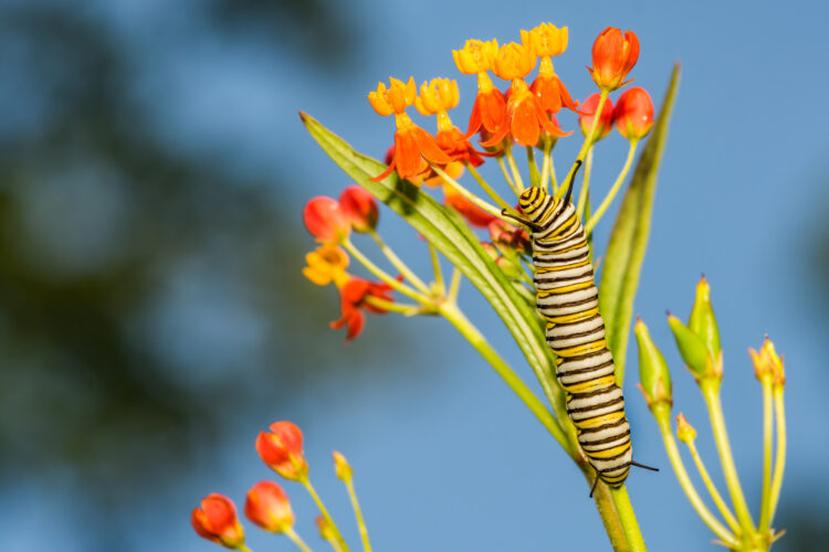 Reverse Pollinator Decline in Your Backyard